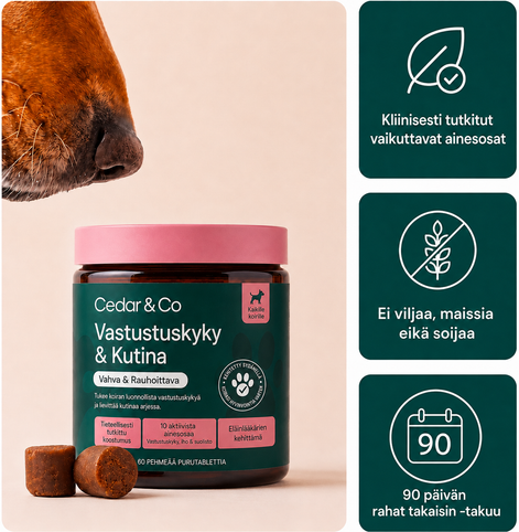 Vastustuskyky & Kutina